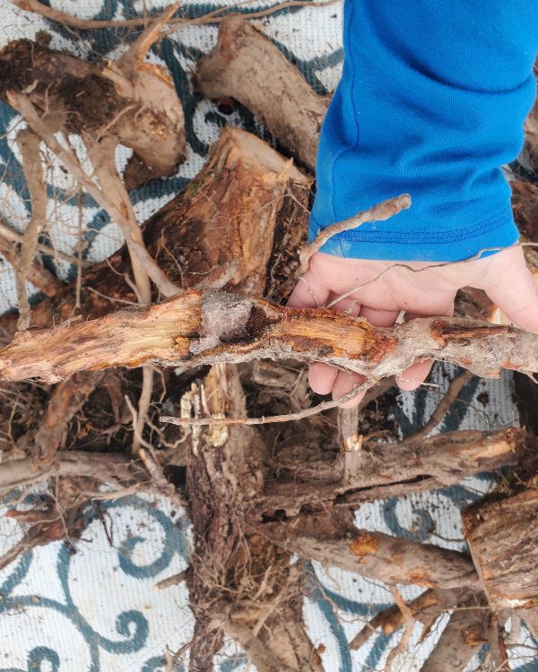 Sassafras Roots
