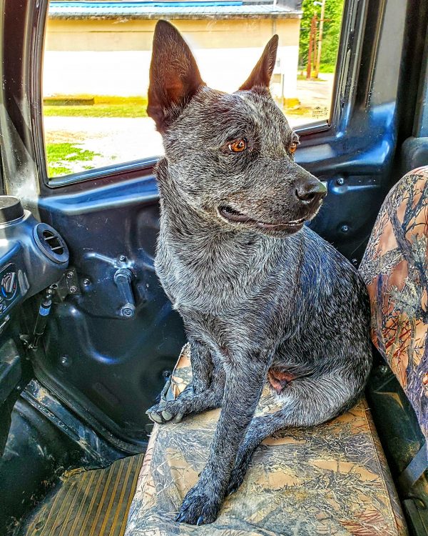 Purebred Australian Cattle Dogs